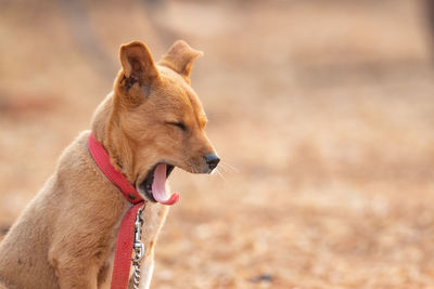 View of a dog looking away