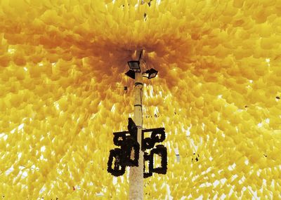 Close-up of yellow flower