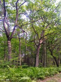 Trees in forest