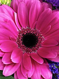 Close-up of pink flower blooming outdoors