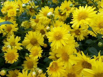 Close-up of yellow flowering plants