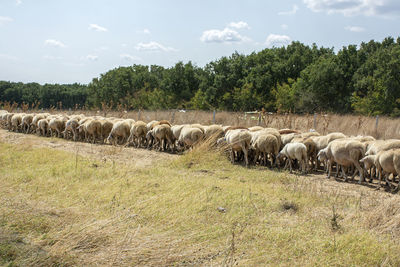 Sheep in a field