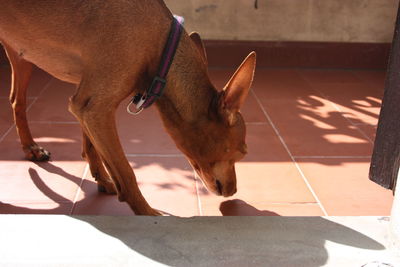 Dog lying down on floor