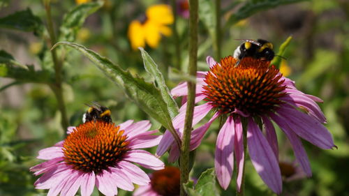 Close-up of honey bee pollinating on flower