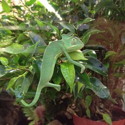 Plants growing on a tree