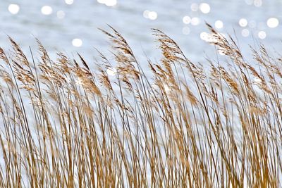 Close-up of stalks against calm lake