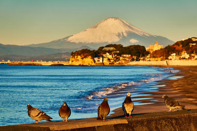 View of birds by sea against sky and snowcapped mountain