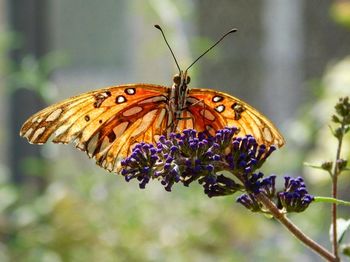 Close-up of butterfly pollinating on flower