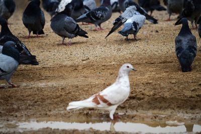 Seagulls perching on a land