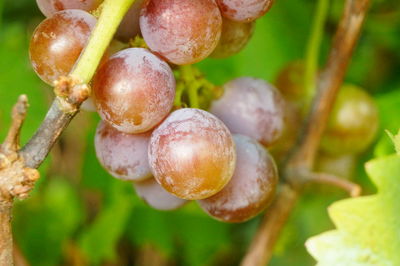 Close-up of blackberries growing on tree