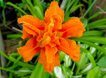 Close-up of orange flowers blooming outdoors