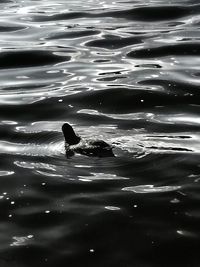 High angle view of ducks swimming in lake