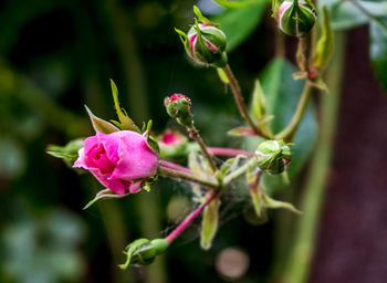 Close-up of pink flowers blooming outdoors