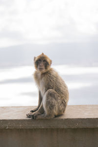 Monkey sitting on retaining wall