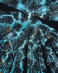 Low angle view of pine trees in forest