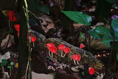 High angle view of red mushrooms growing on tree trunk