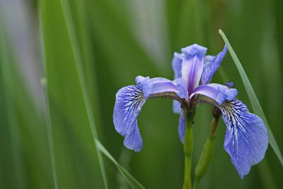 Close-up of purple iris flower