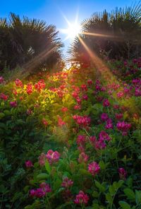 Pink flowering plants and trees on field against bright sun