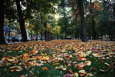 Autumn leaves fallen on field in park