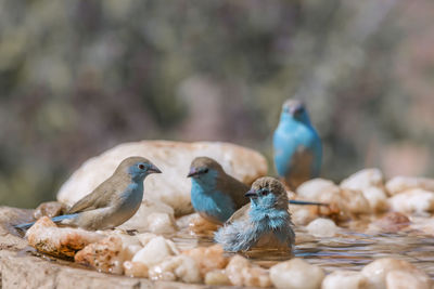 View of birds in water