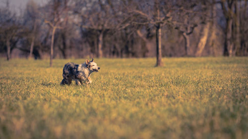 Dog running on field