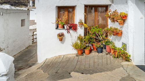 Potted plant by wall