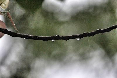 Close-up of raindrops on branch