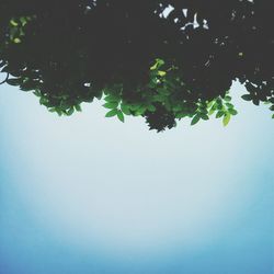 Low angle view of trees against sky