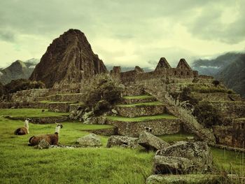 Sheep grazing on field against cloudy sky