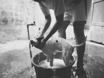 Low section of person bathing dog