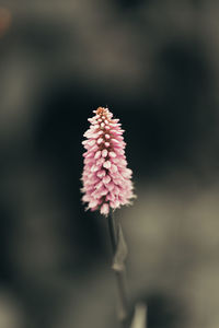 Close-up of pink flower