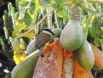 Close-up of bird perching on branch