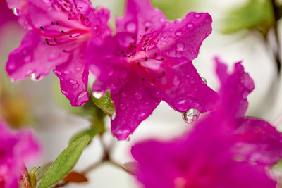 Close-up of wet pink rose flower