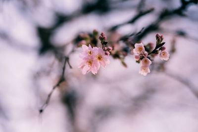 Close-up of pink cherry blossoms in spring