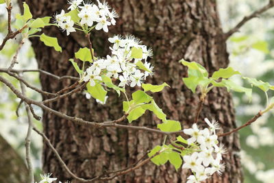 Close-up of blooming tree