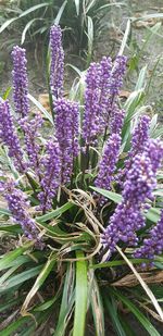 Close-up of purple flowering plants on field