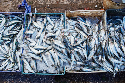 View of fish in container