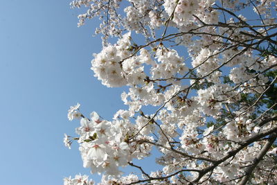 Low angle view of cherry blossoms against clear sky