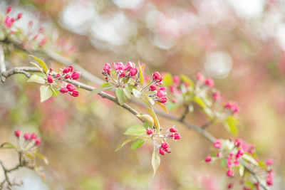 Close-up of pink flowering plant