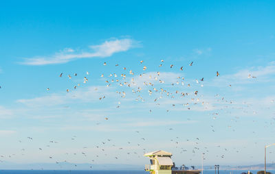 Flock of birds flying in sky