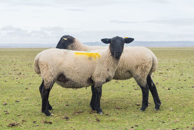 Sheep of the mont saint-michel, france