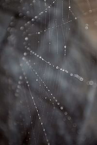 Close-up of spider web