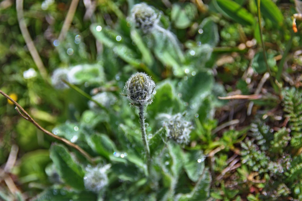 CLOSE-UP OF DEW ON PLANTS