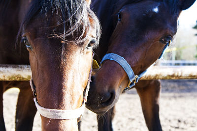 Close-up of horse in ranch