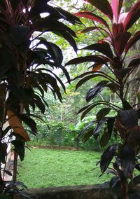 Palm trees growing in park