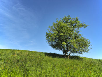 Tree on field against sky