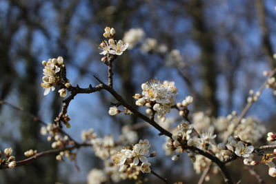 Low angle view of blossom