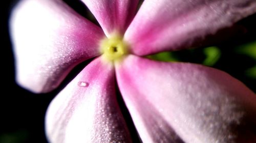 Close-up of pink tulip