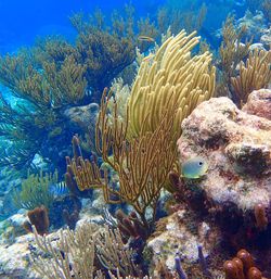 High angle view of coral underwater