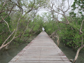 Wooden footbridge amidst trees in forest